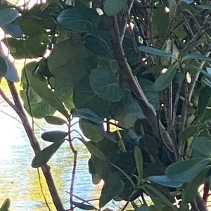 Meet your Posher, Gilmar